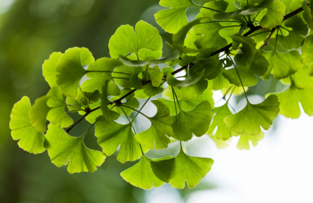 Ginko Bilobanın Faydaları