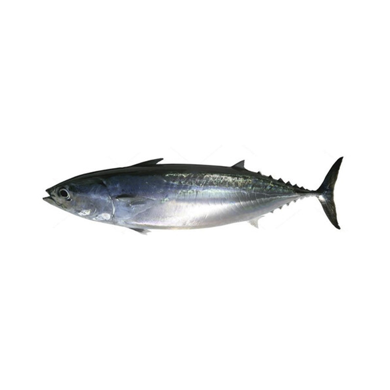 Balık Tombik  Kg