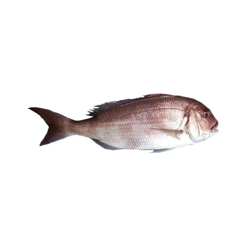 Balık Tranca Kg