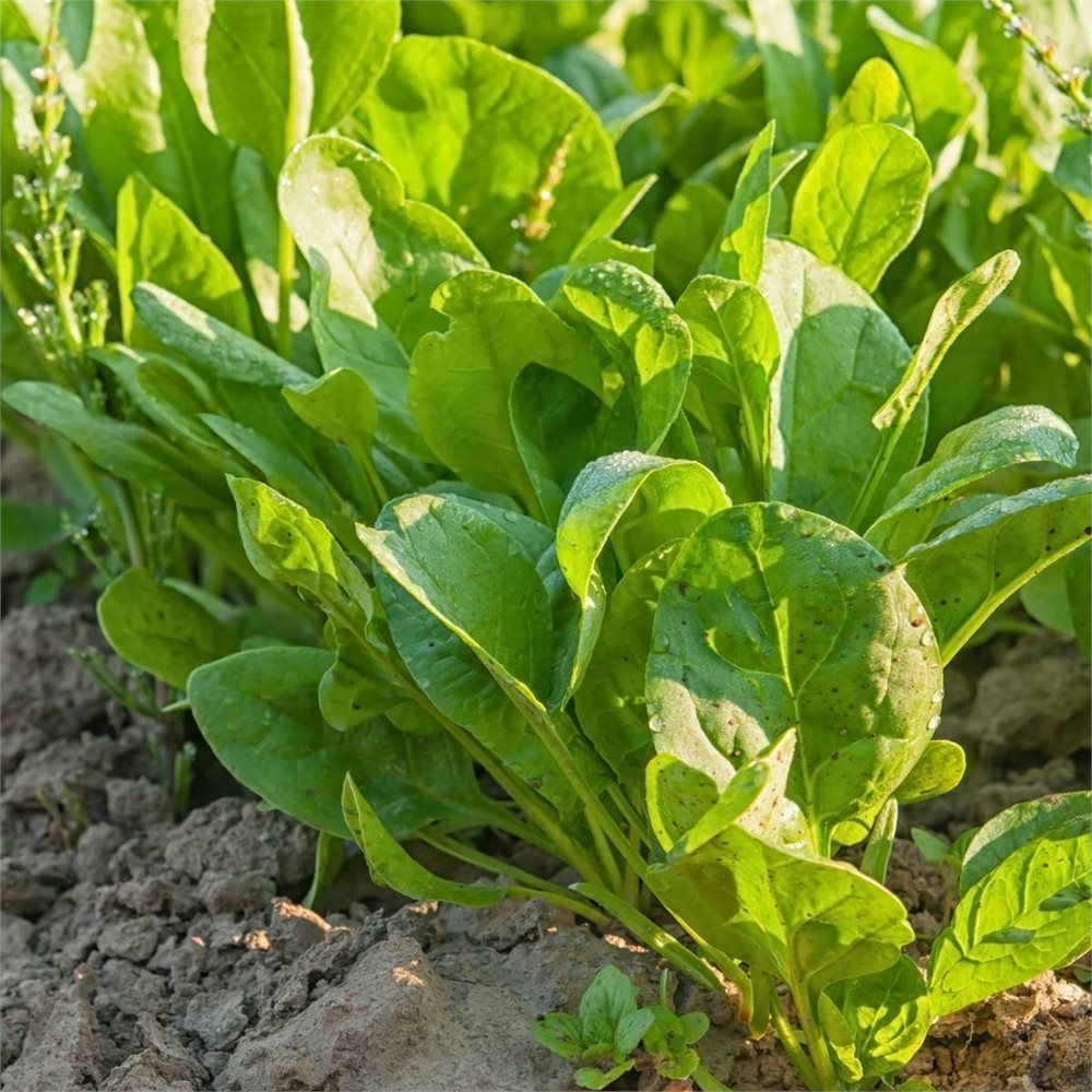 Kuzu Kulağı