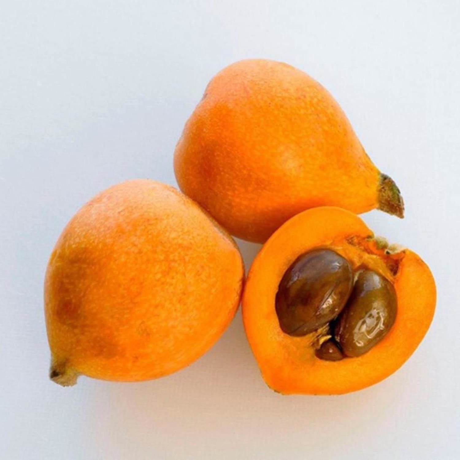 Yenidünya (Malta Eriği)