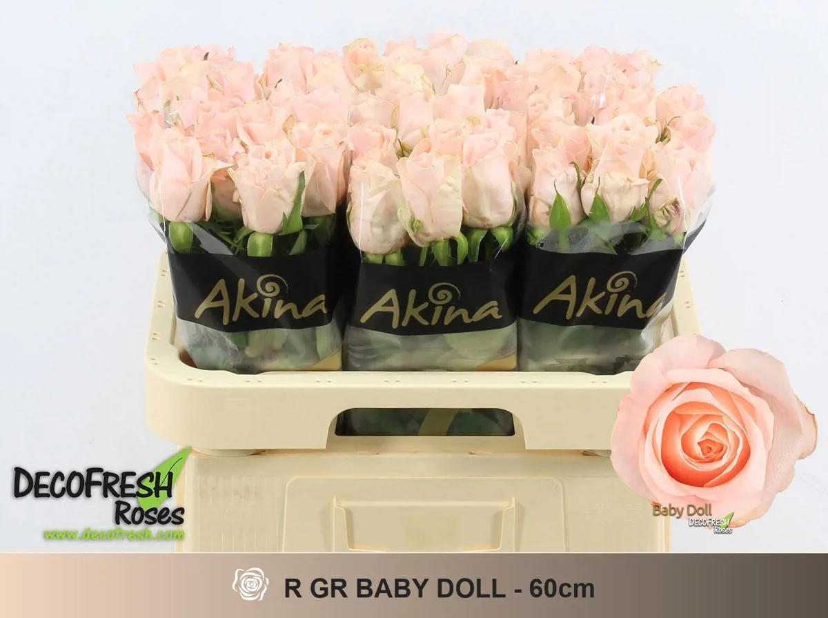 İthal Gül 60 cm Baby Doll (10 dal) - Ürün Görseli 1