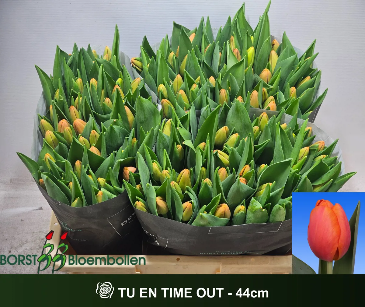 İthal Tulipa EN Time Out (Lale-50 dal-38cm) - Ürün Görseli 1