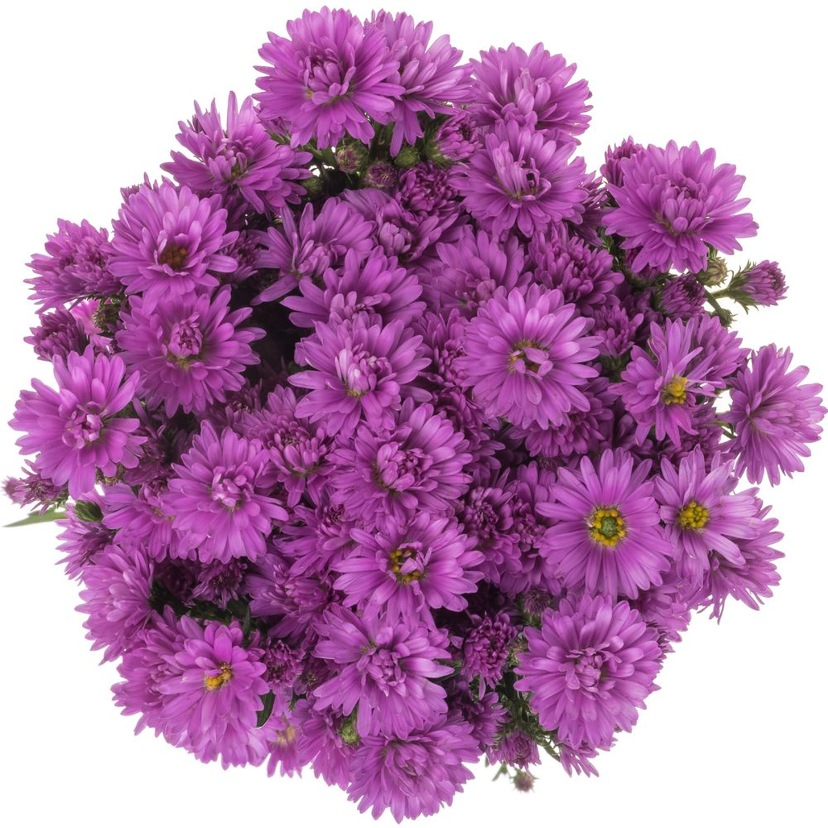 Yerli Aster Lila (1 Demet) - Ürün Görseli 1