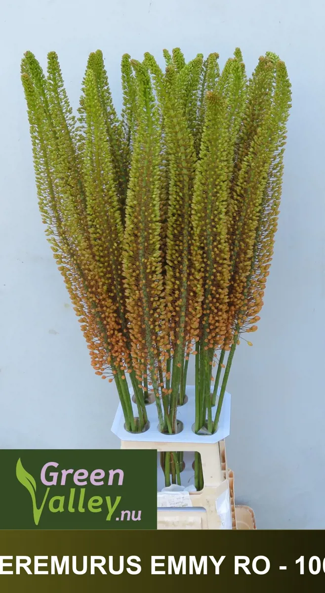 İthal Eremurus Emmy-Ro (10 dal-90 cm) - Ürün Görseli 1