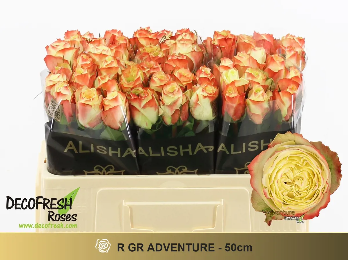  İthal Gül Adventure (10dal-50cm) - Ürün Görseli 1
