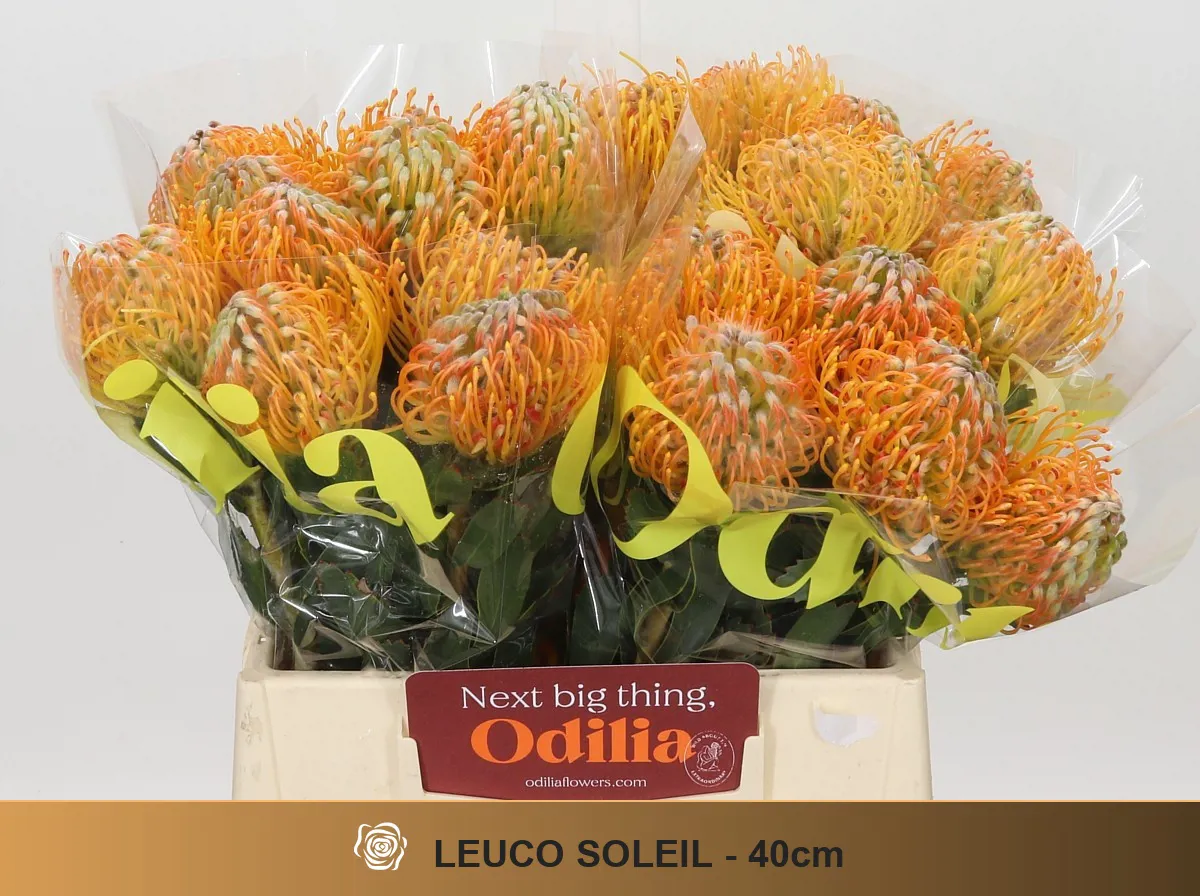  İthal Leucospermum Soleil (5 dal-40cm) - Ürün Görseli 1