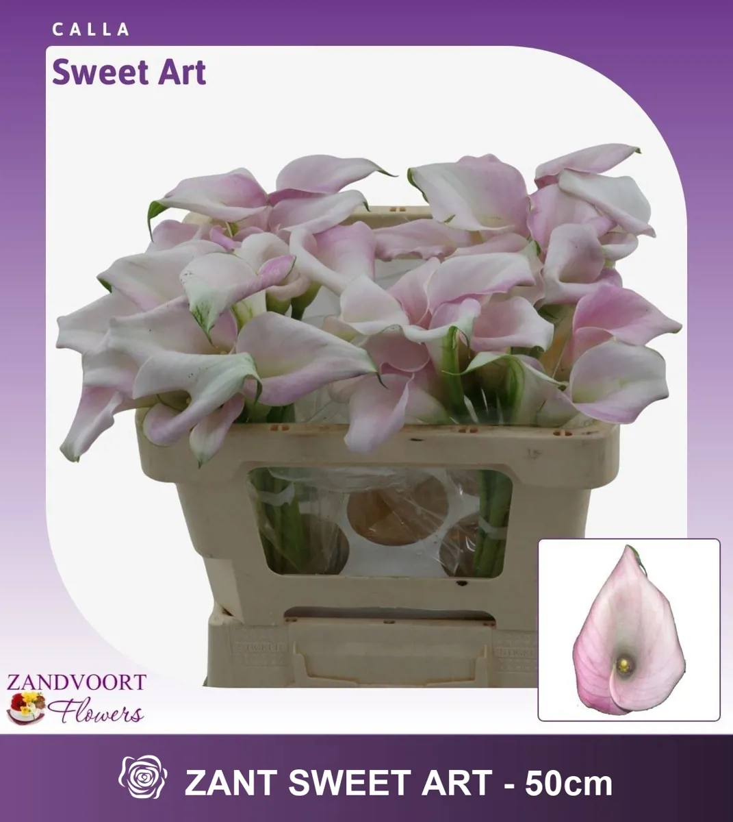  İthal Zantedeschia Sweet Art (Gala-10dal-55cm) - Ürün Görseli 1