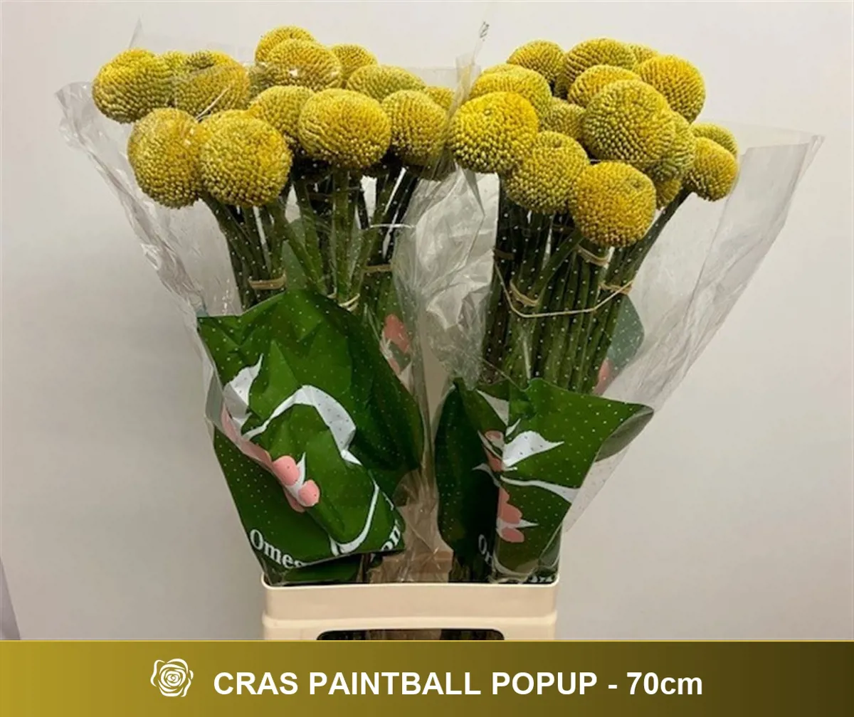 İthal Craspedia Paint Pop (25 Dal -60 cm) - Ürün Görseli 1