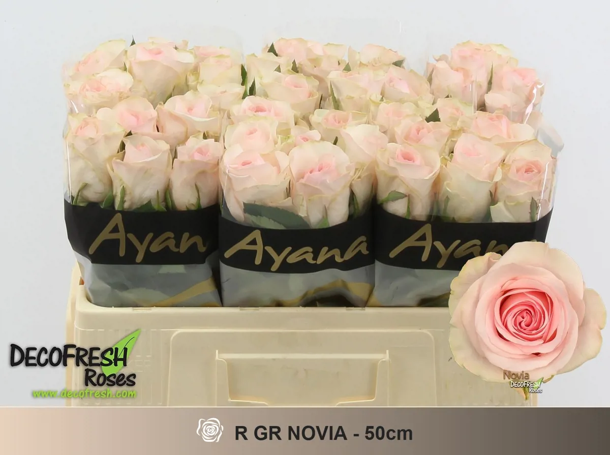  İthal Gül 50 cm Novia (10 Dal) - Ürün Görseli 1