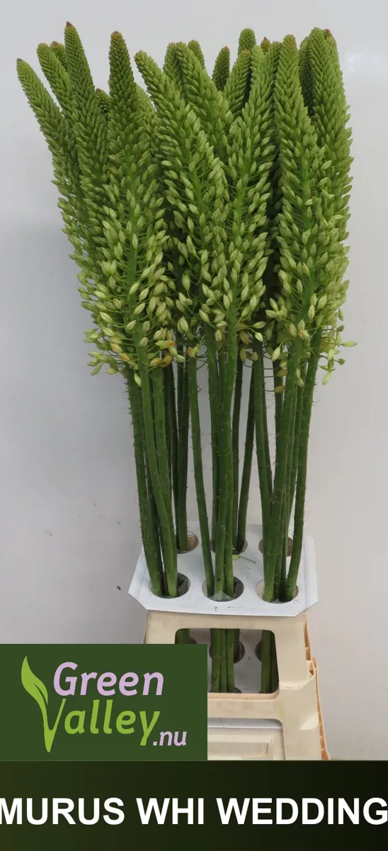 İthal Eremurus White Wedding (10 dal-110 cm) - Ürün Görseli 1