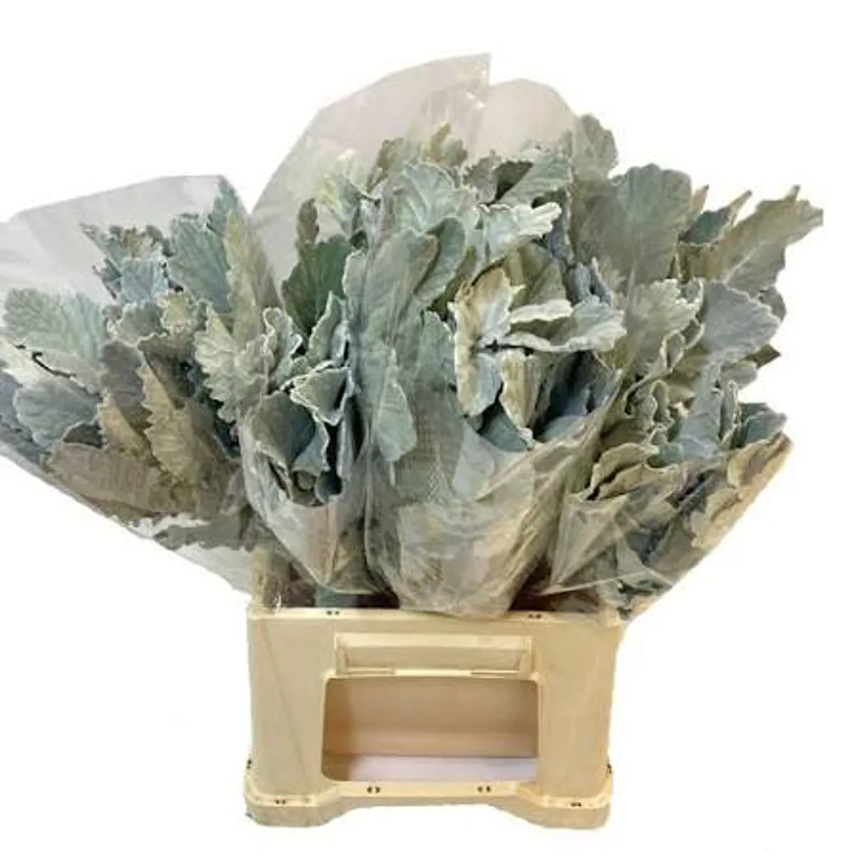 Garnitür Yerli Dusty Miller (5 Dal) - Ürün Görseli 1