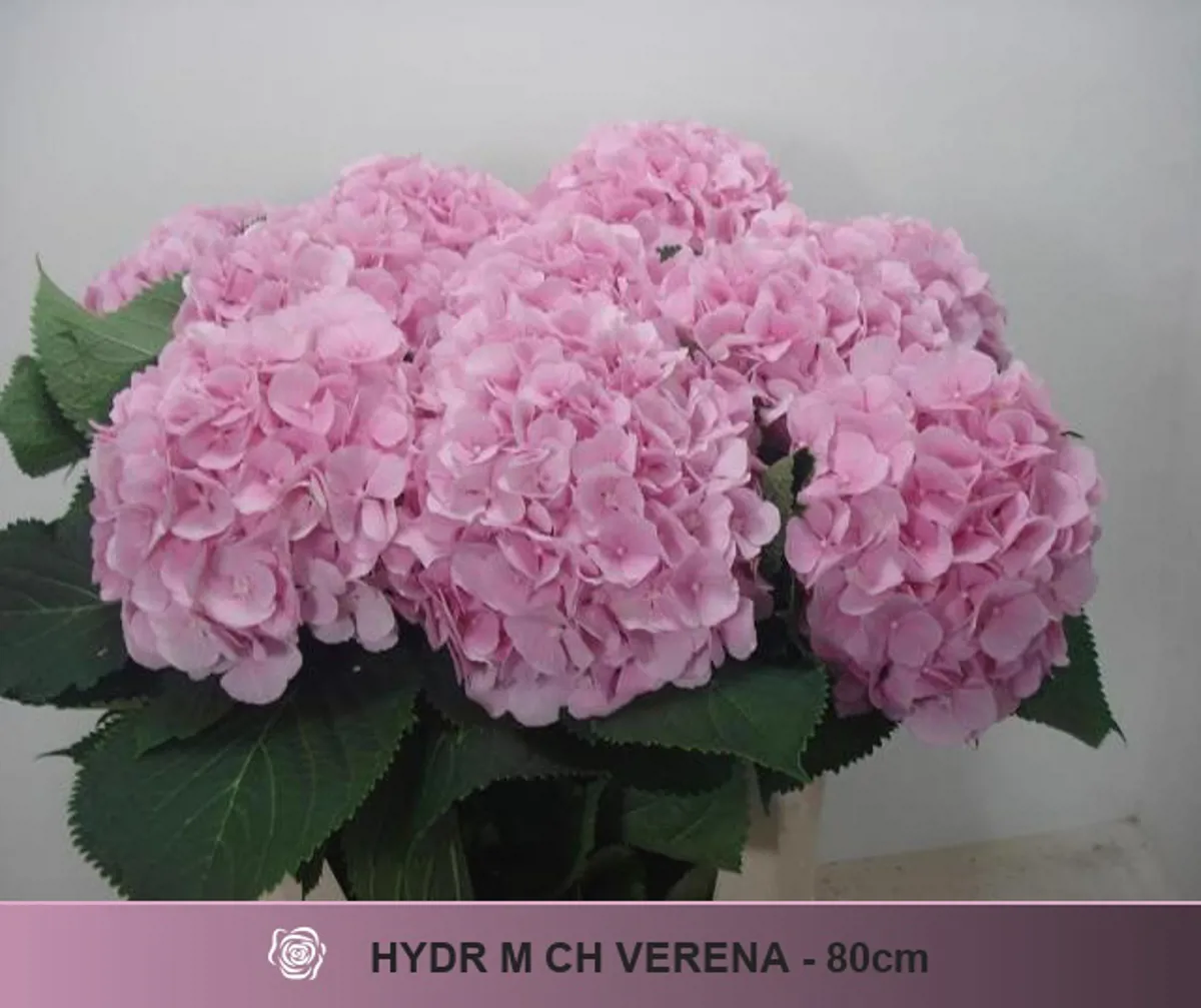 İthal Hydrangea M Verena (Ortanca-5 dal-80cm) - Ürün Görseli 1