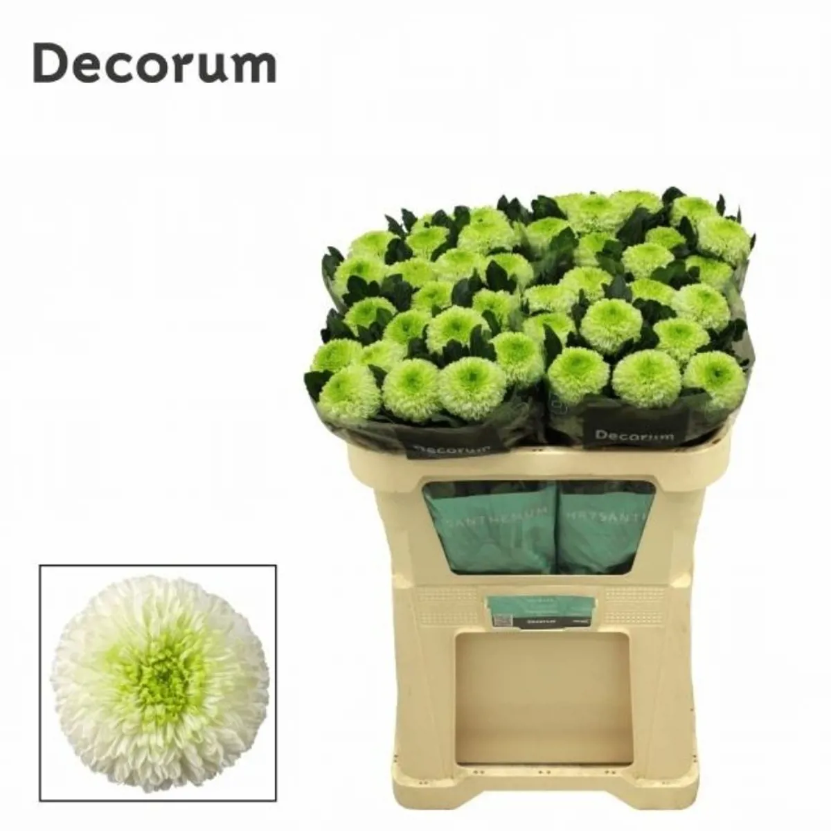 İthal Chrysanthemum G Alibaba (10 dal-70cm) - Ürün Görseli 1
