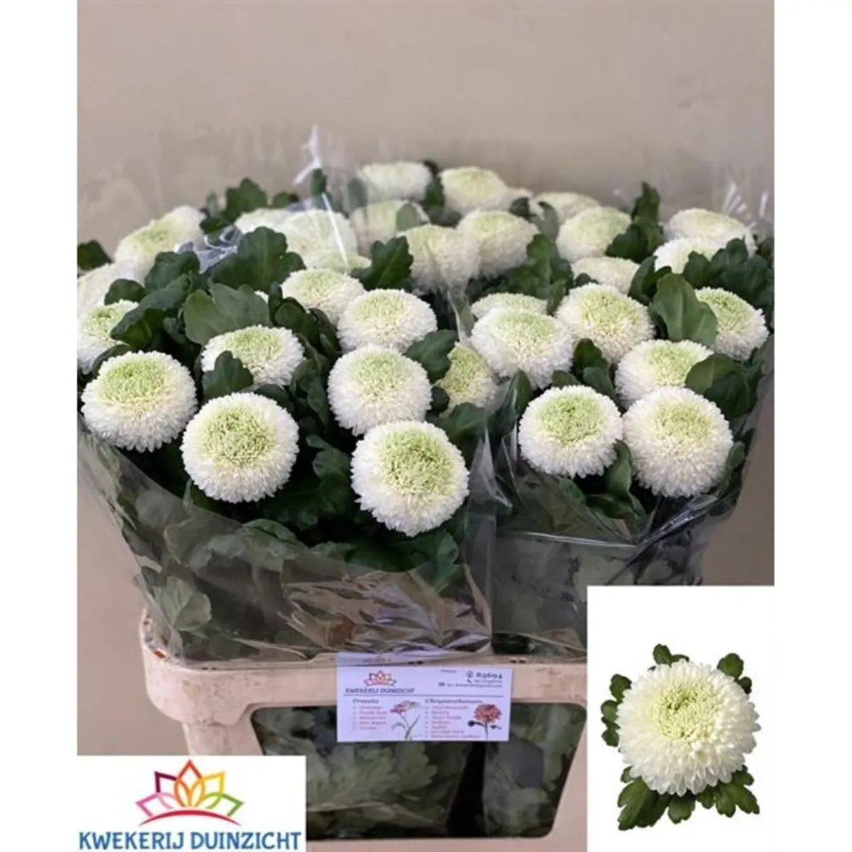 İthal Chrysanthemum G Boris Becker (İthal-10 dal-75cm) - Ürün Görseli 1