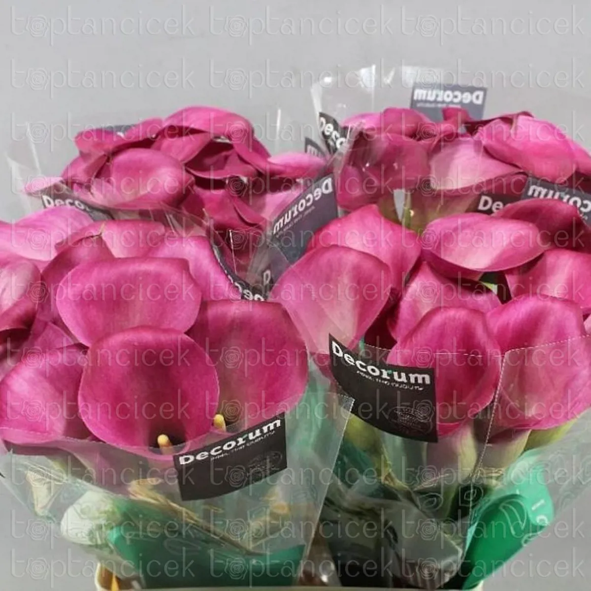 İthal Zantedeschia Sweet Art (Gala-10dal-55cm) - Ürün Görseli 1