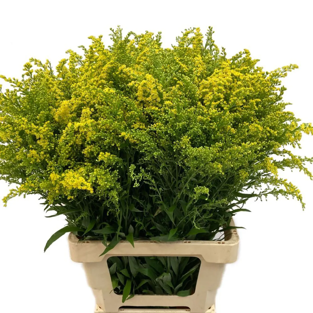 Garnitür Yerli Solidago (10 Dal) - Ürün Görseli 1