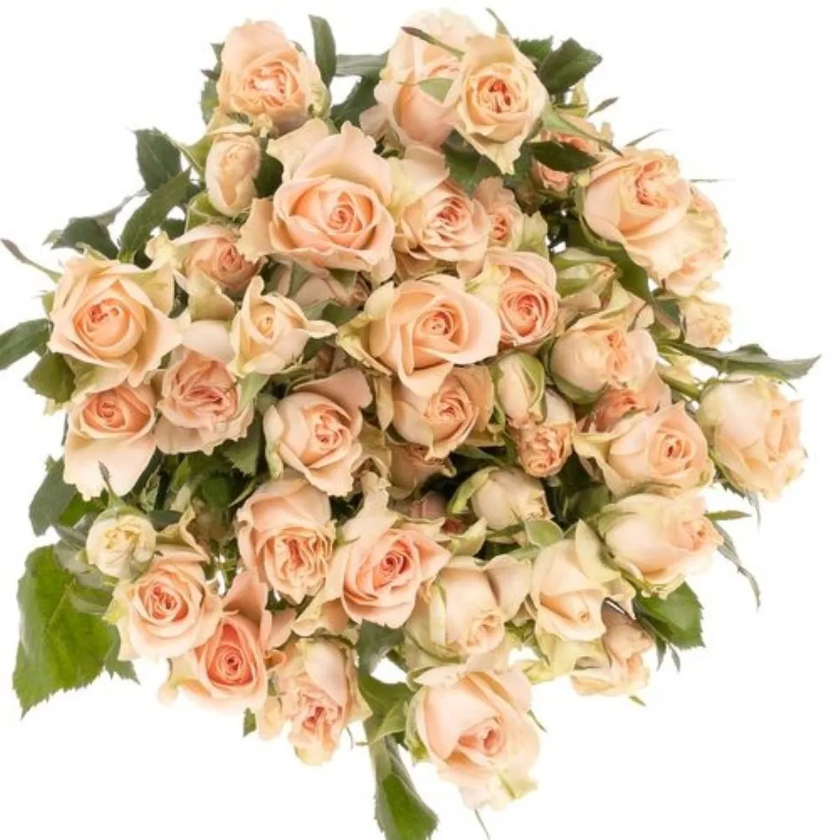  İthal Gül Çardak 40 cm Sweet Sara (10dal) - Ürün Görseli 1