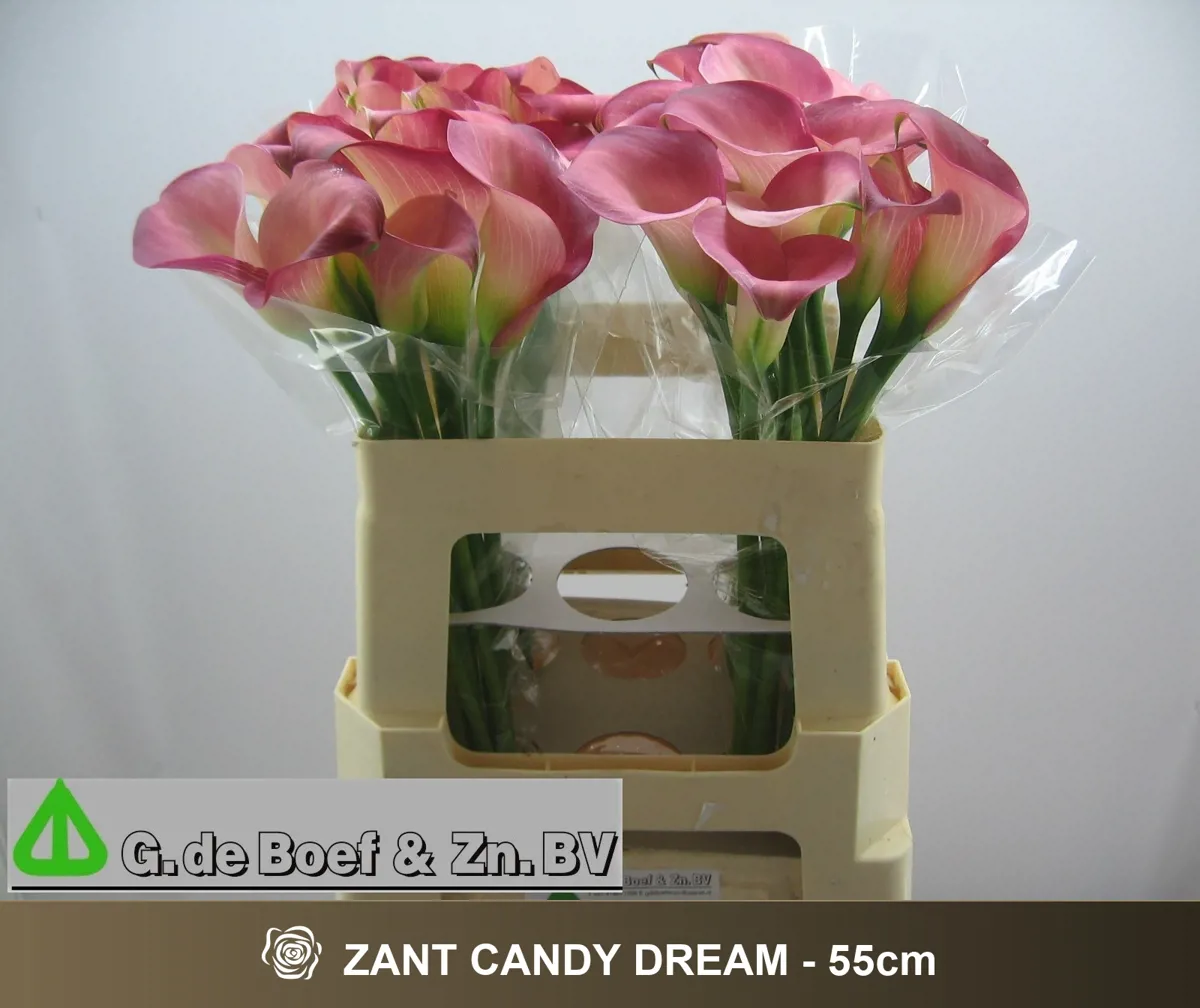  İthal Zantedeschia Candy Dream (Gala-10dal-55cm) - Ürün Görseli 1