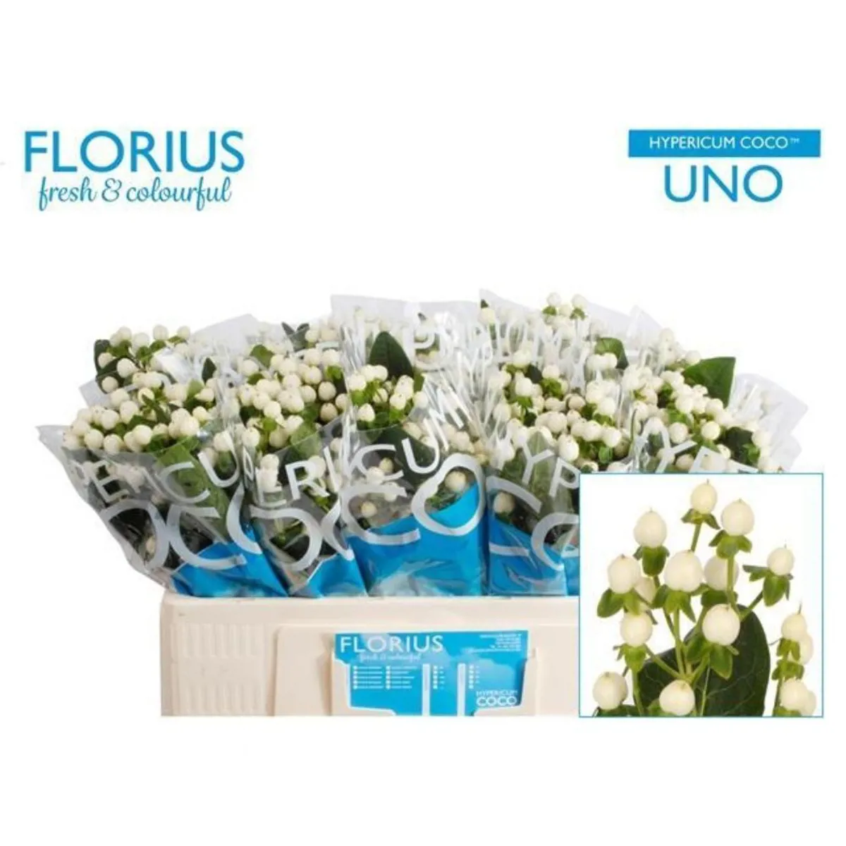  İthal Hypericum Coco 40 cm Uno (10 dal) - Ürün Görseli 1