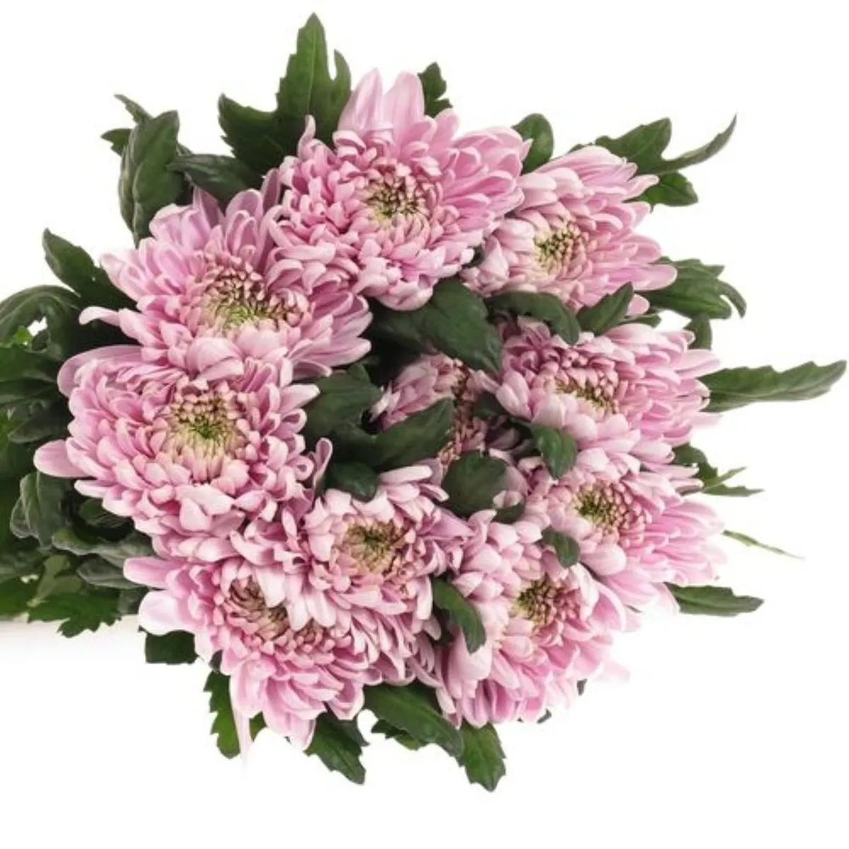  İthal Chrysanthemum G Rossano (10 dal-70cm) - Ürün Görseli 1