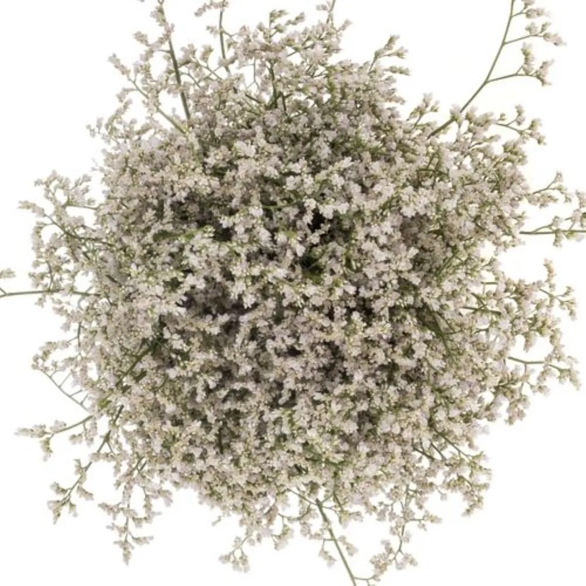 İthal Limonium Sin White Neto (25dal-70cm) - Ürün Görseli 1