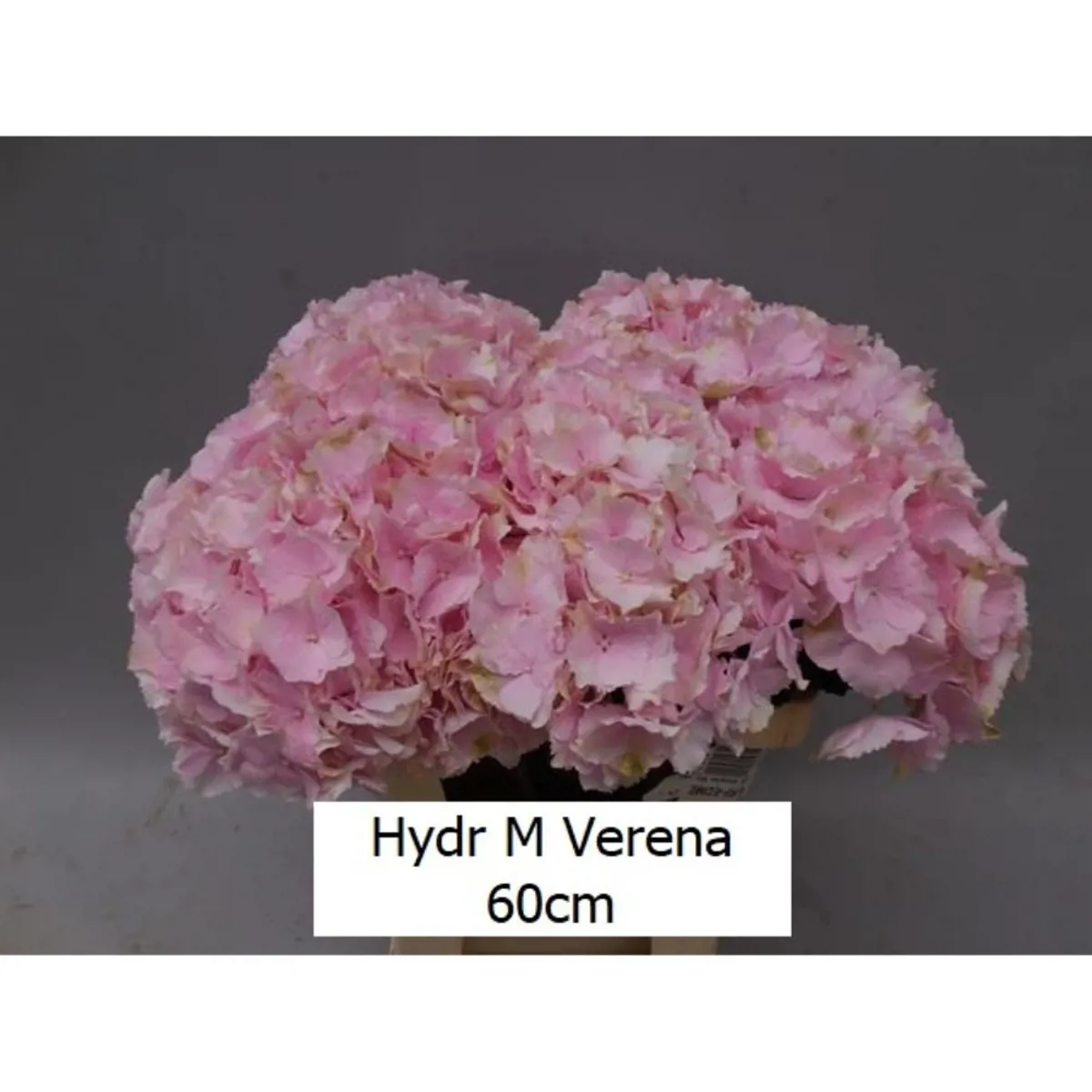  İthal Hydrangea M Verena (Ortanca-5 dal-80cm) - Ürün Görseli 1