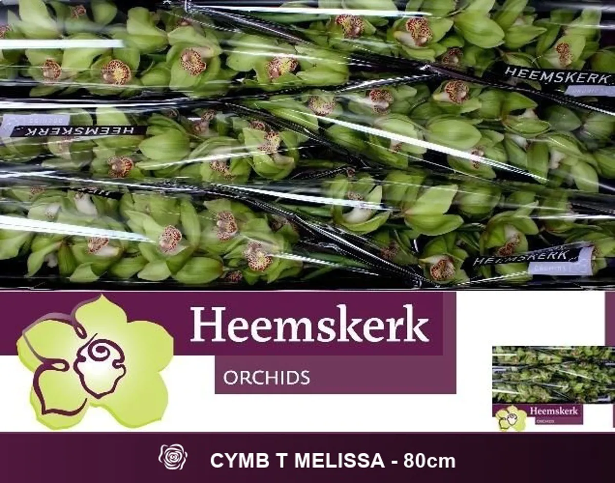 İthal Cymbidium T Melissa (1dal-80 cm) - Ürün Görseli 1