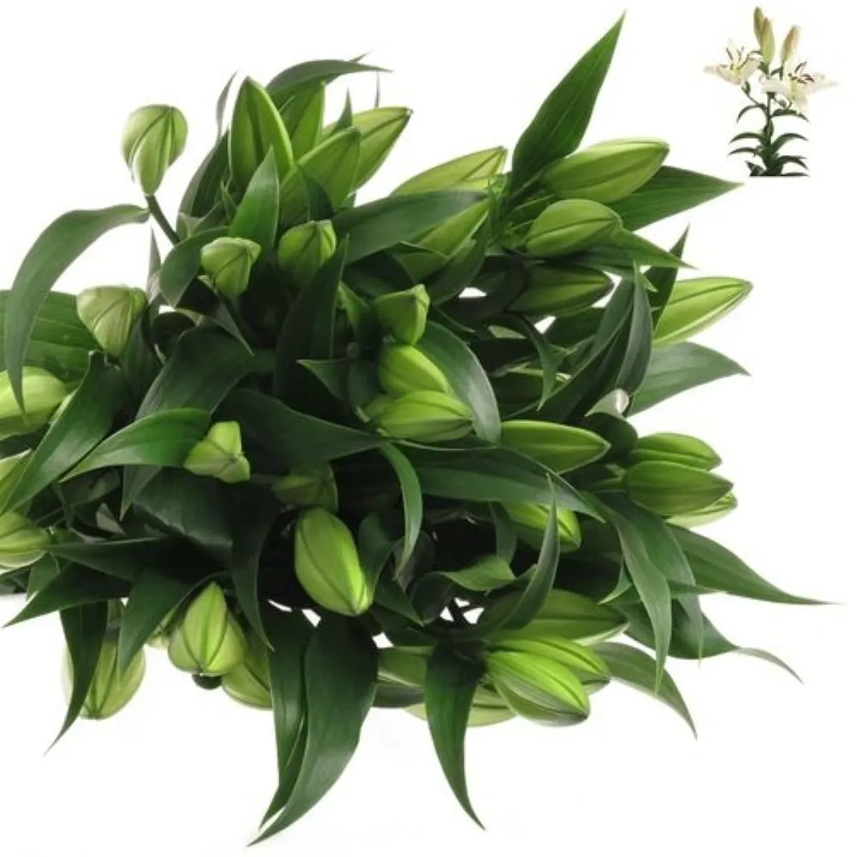 İthal Lilium Ot Zambesi (Beyaz Kazablanka-10dal-90cm) - Ürün Görseli 1