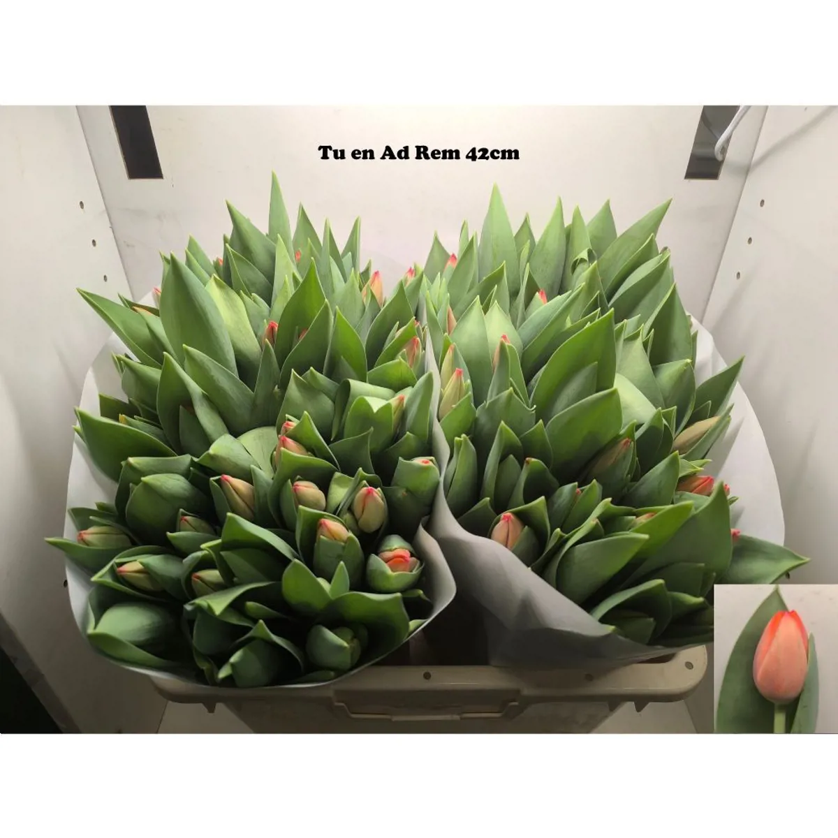  İthal Tulipa EN Ad Rem (Lale-50 dal-43 cm) - Ürün Görseli 1