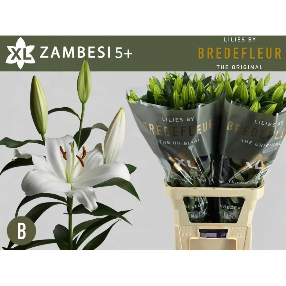 İthal Lilium Ot Zambesi  XL (Beyaz Kazablanka-10dal-100cm) - Ürün Görseli 1