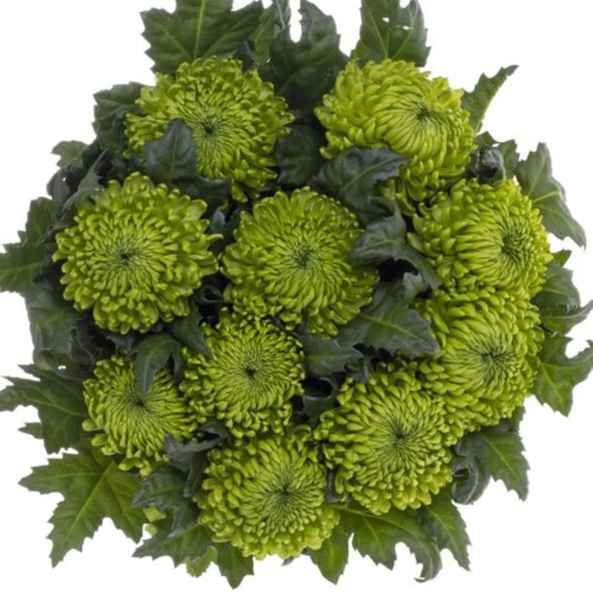İthal Chrysanthemum G Alemani (10 dal-70cm) - Ürün Görseli 1