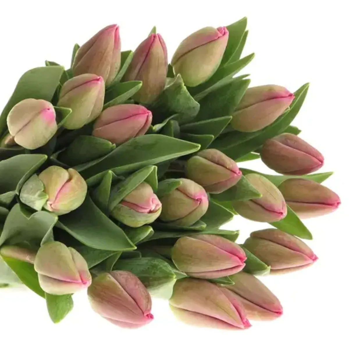 İthal Tulipa EN Barcelona (Lale-50 dal-40cm) - Ürün Görseli 1