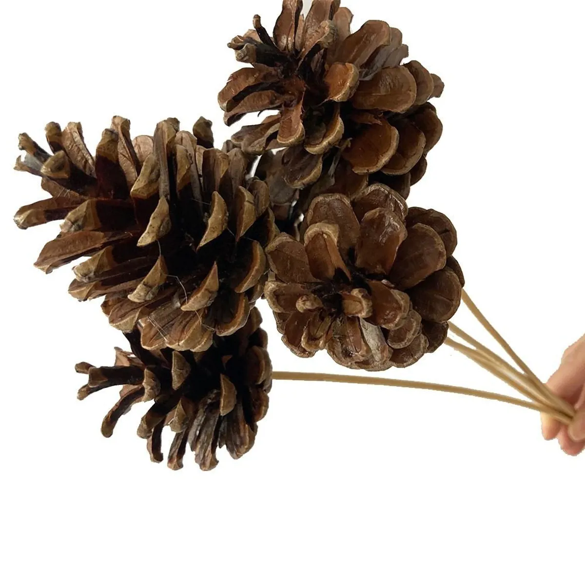 Malzeme Dekoratif Kozalak Çubuk (10 Dal - Natural) - Ürün Görseli 1