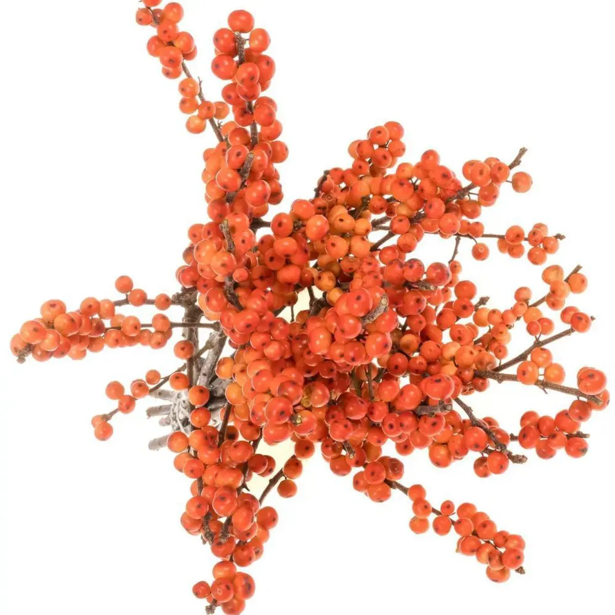 İthal İlex Oudijks Orange (10 dal-70cm) - Ürün Görseli 1