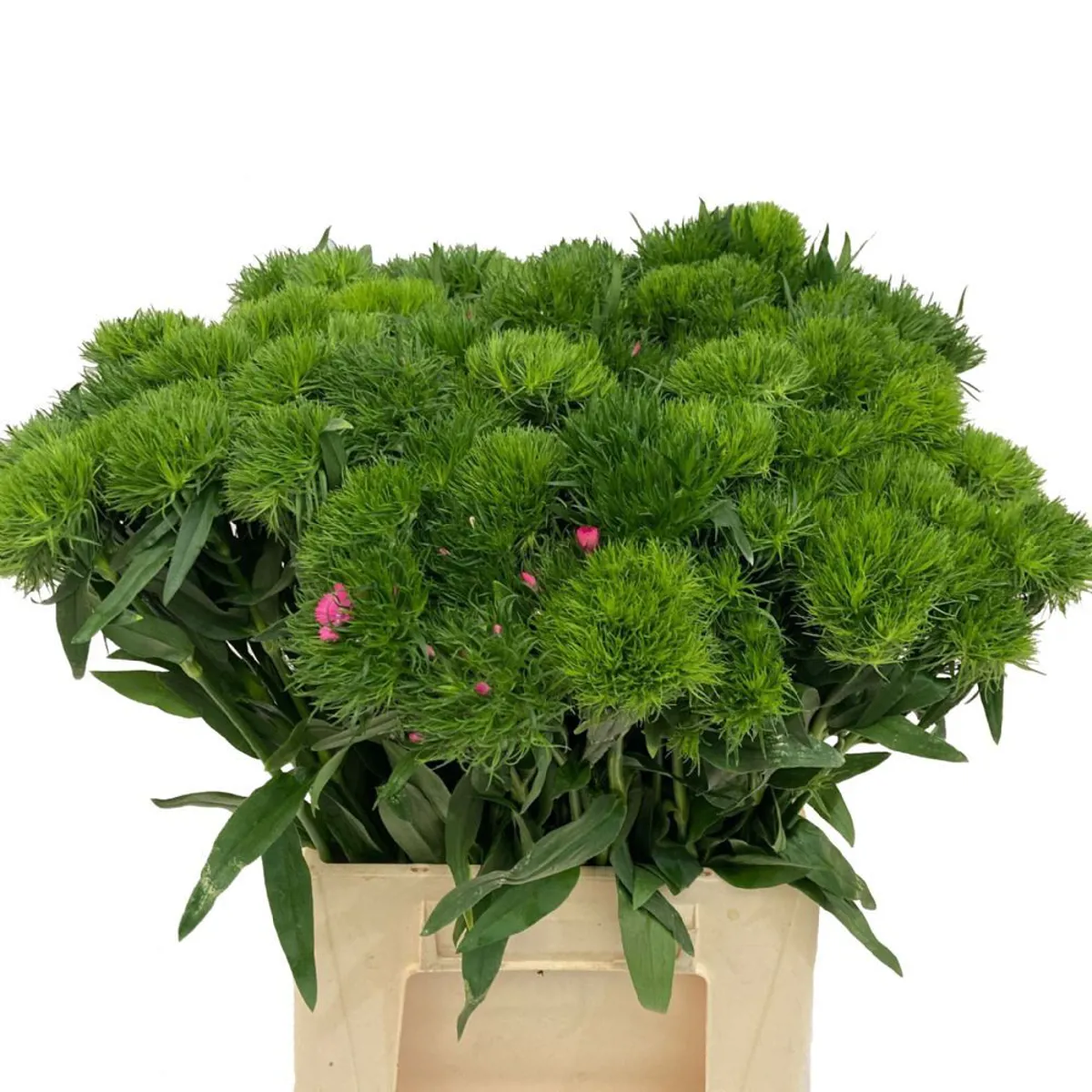 Garnitür Yerli Green Trick (20 Dal) - Ürün Görseli 1