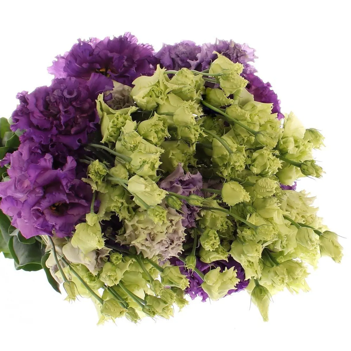 Yerli Lisianthus Alisya Mor (1 Demet) KIRIMSIZ - Ürün Görseli 1