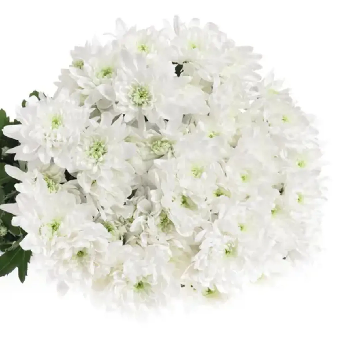  İthal Chrysanthemum T Baltica (Biçme-5 dal-70cm) - Ürün Görseli 1