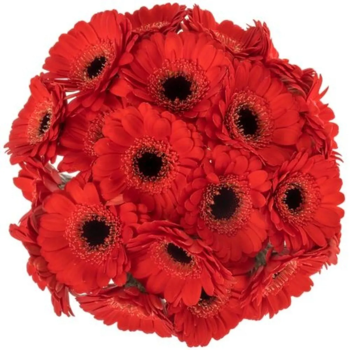 Yerli Gerbera Kırmızı (20 Dal) - Ürün Görseli 1