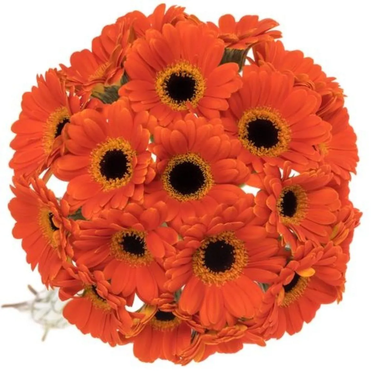 Yerli Gerbera Turuncu (20 Dal) - Ürün Görseli 1