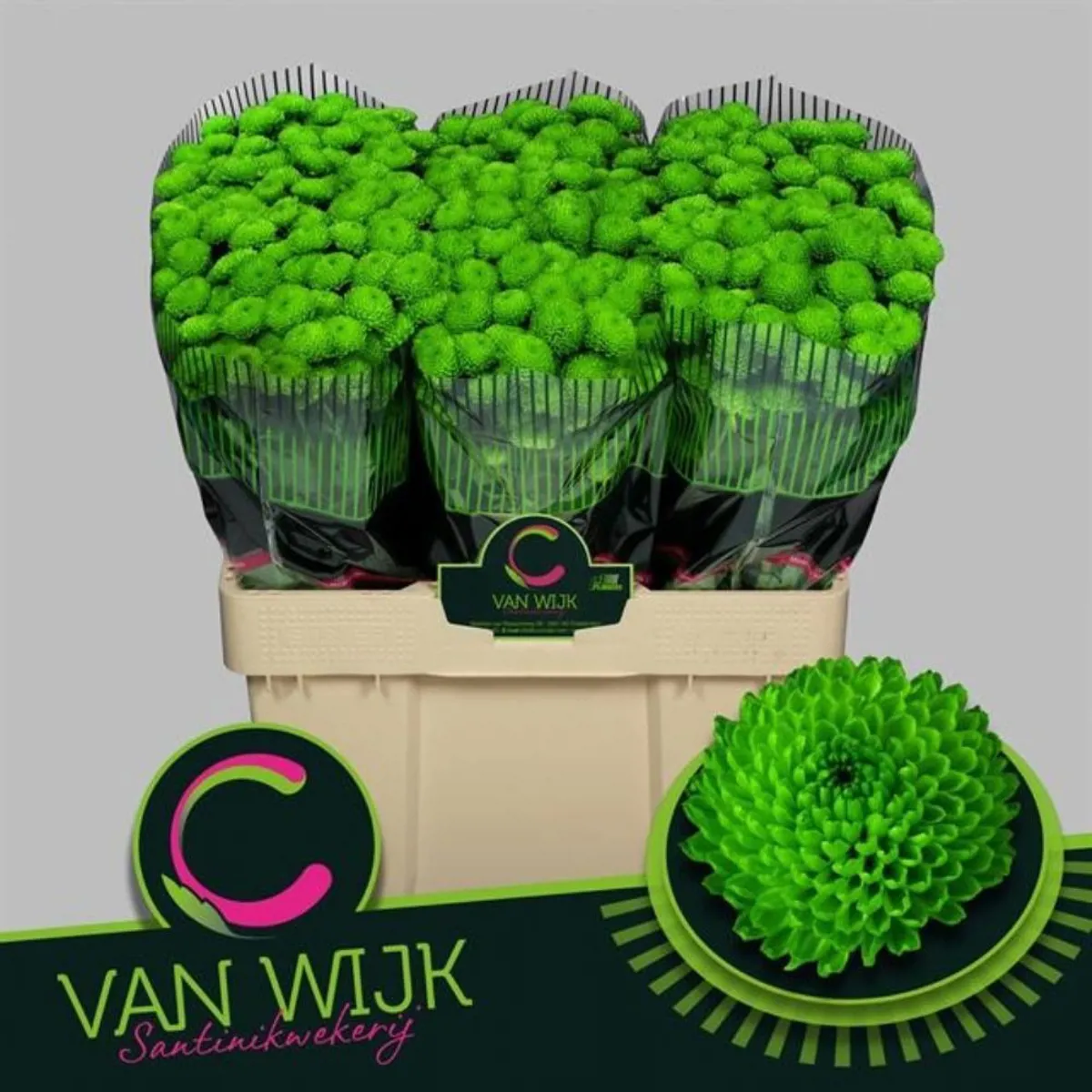 İthal Chrysanthemum S Country (Santini-25 dal-55cm) - Ürün Görseli 1