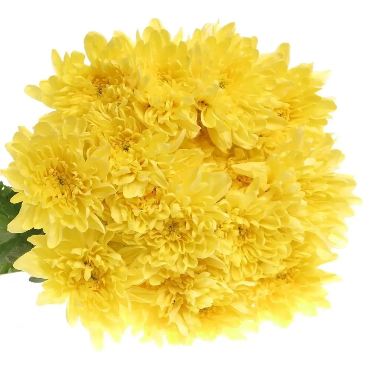  İthal Chrysanthemum T Baltica Yellow (Biçme-5 dal-70cm) - Ürün Görseli 1