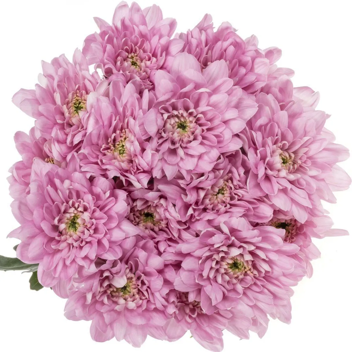  İthal Chrysanthemum T Baltica Pink (Biçme-5 dal-70cm) - Ürün Görseli 1