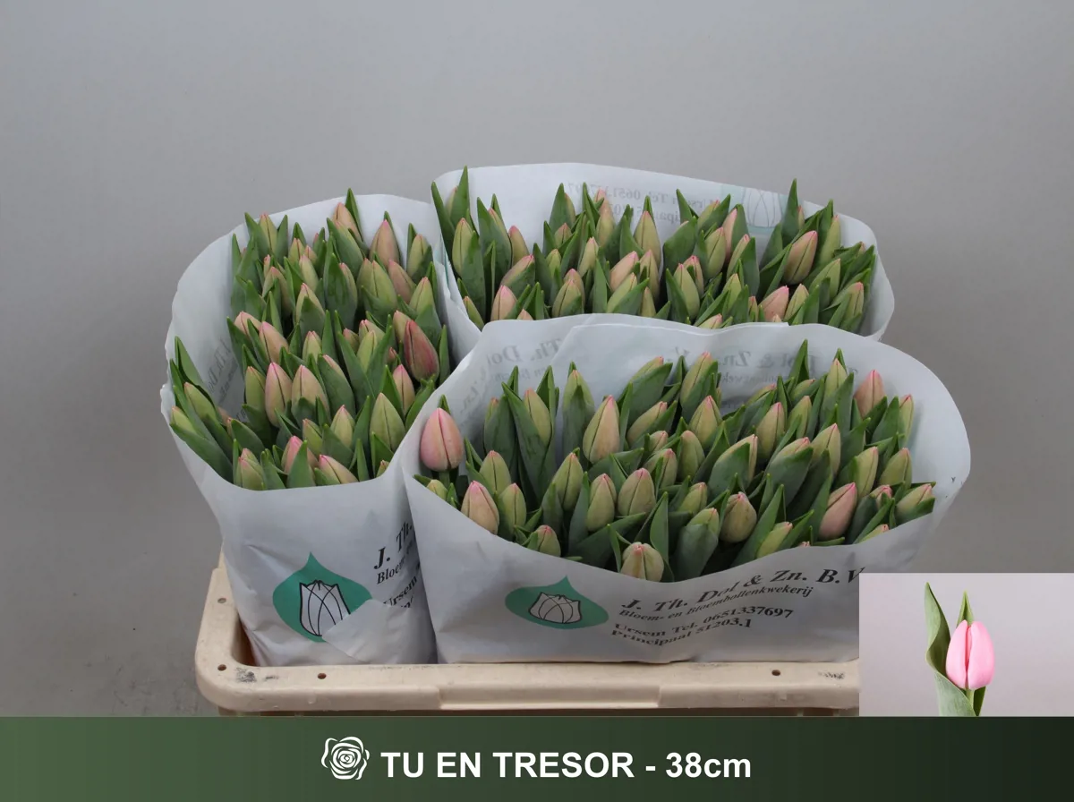 İthal Tulipa EN Tresor (Lale-10 dal-38 cm) - Ürün Görseli 1