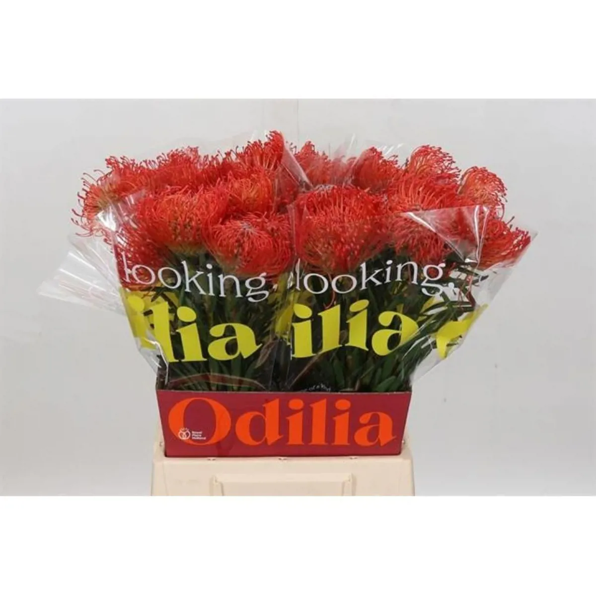İthal Leucospermum Co Succession (5 Dal-40 cm) - Ürün Görseli 1