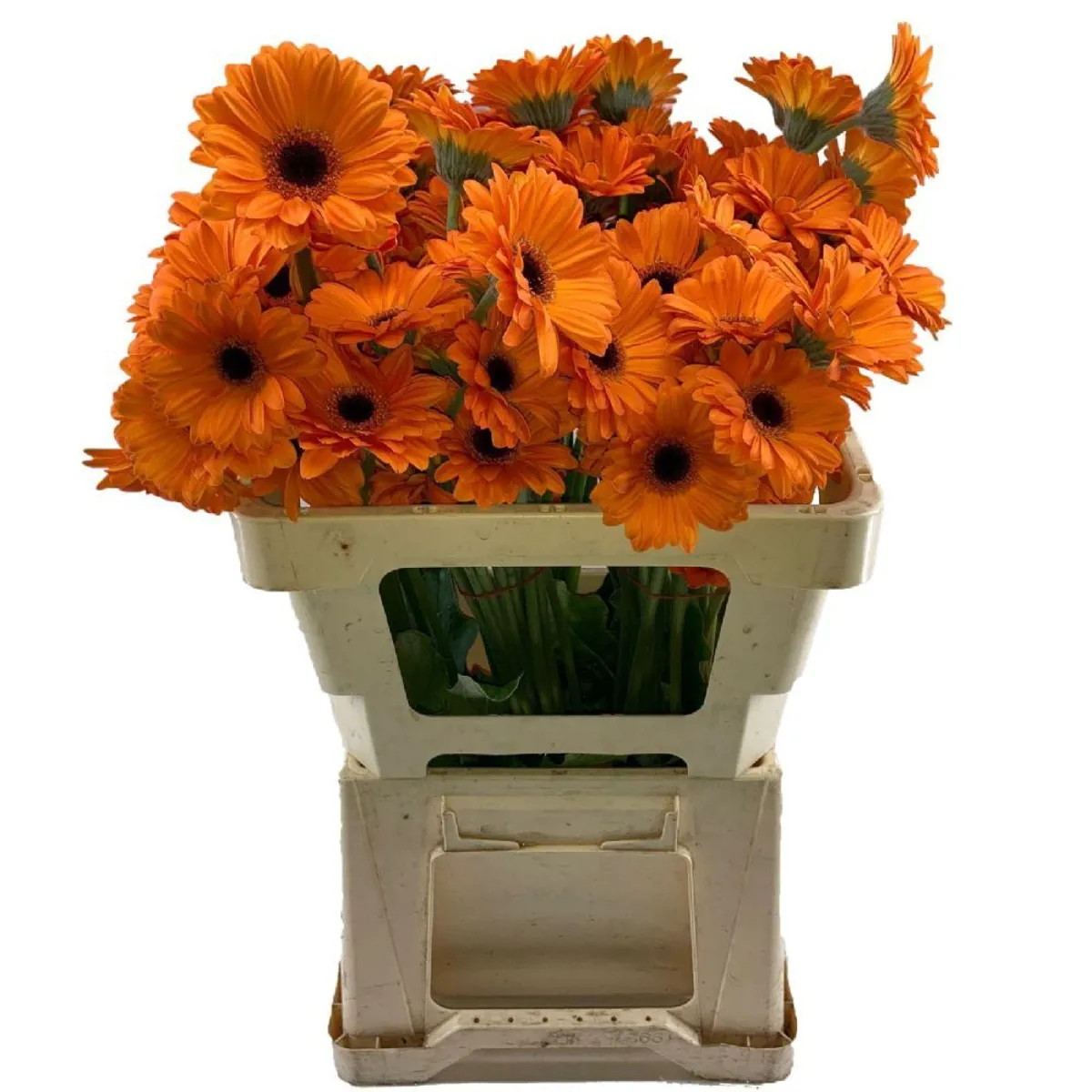 Yerli Gerbera Mini Turuncu (20 Dal) - Ürün Görseli 1