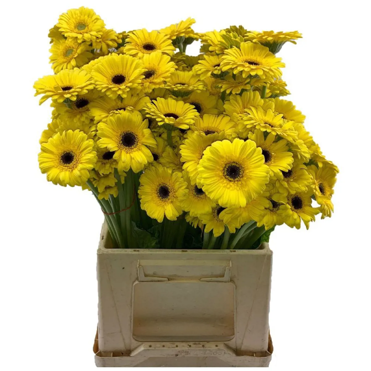 Yerli Gerbera Mini Sarı (20 Dal) - Ürün Görseli 1