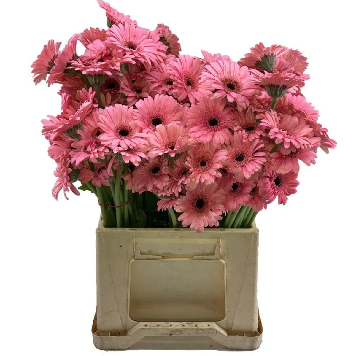 Yerli Gerbera Mini Pembe (20 Dal) - Ürün Görseli 1