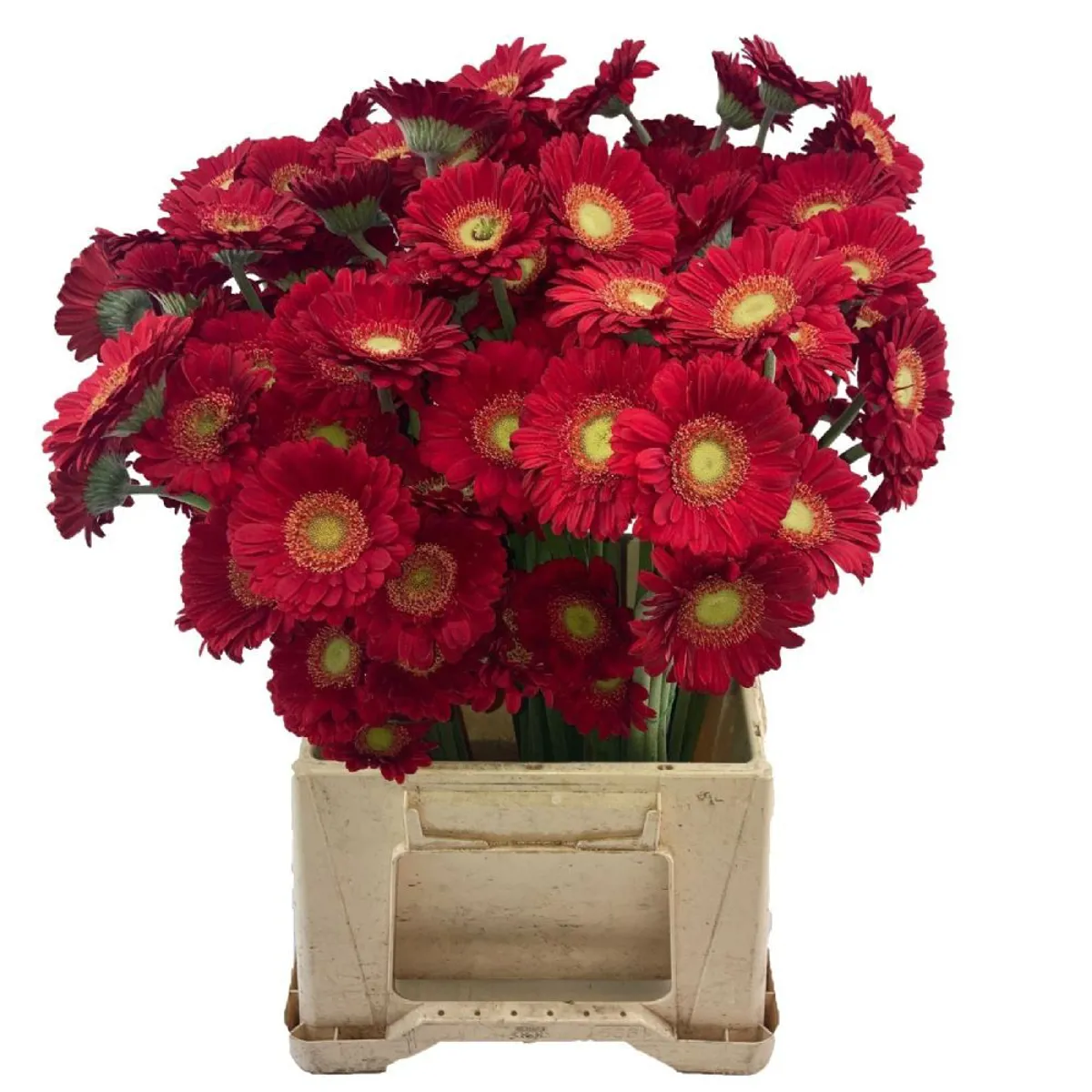 Yerli Gerbera Mini Kırmızı (20 Dal) - Ürün Görseli 1