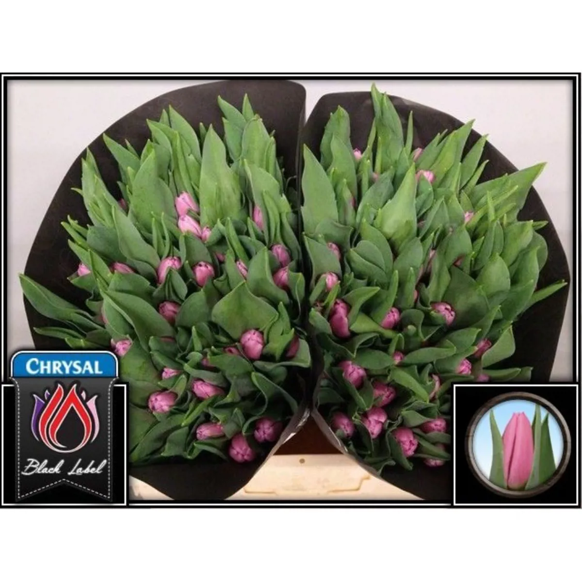  İthal Tulipa EN Sirikit (Lale-50 Dal-37 cm) - Ürün Görseli 1